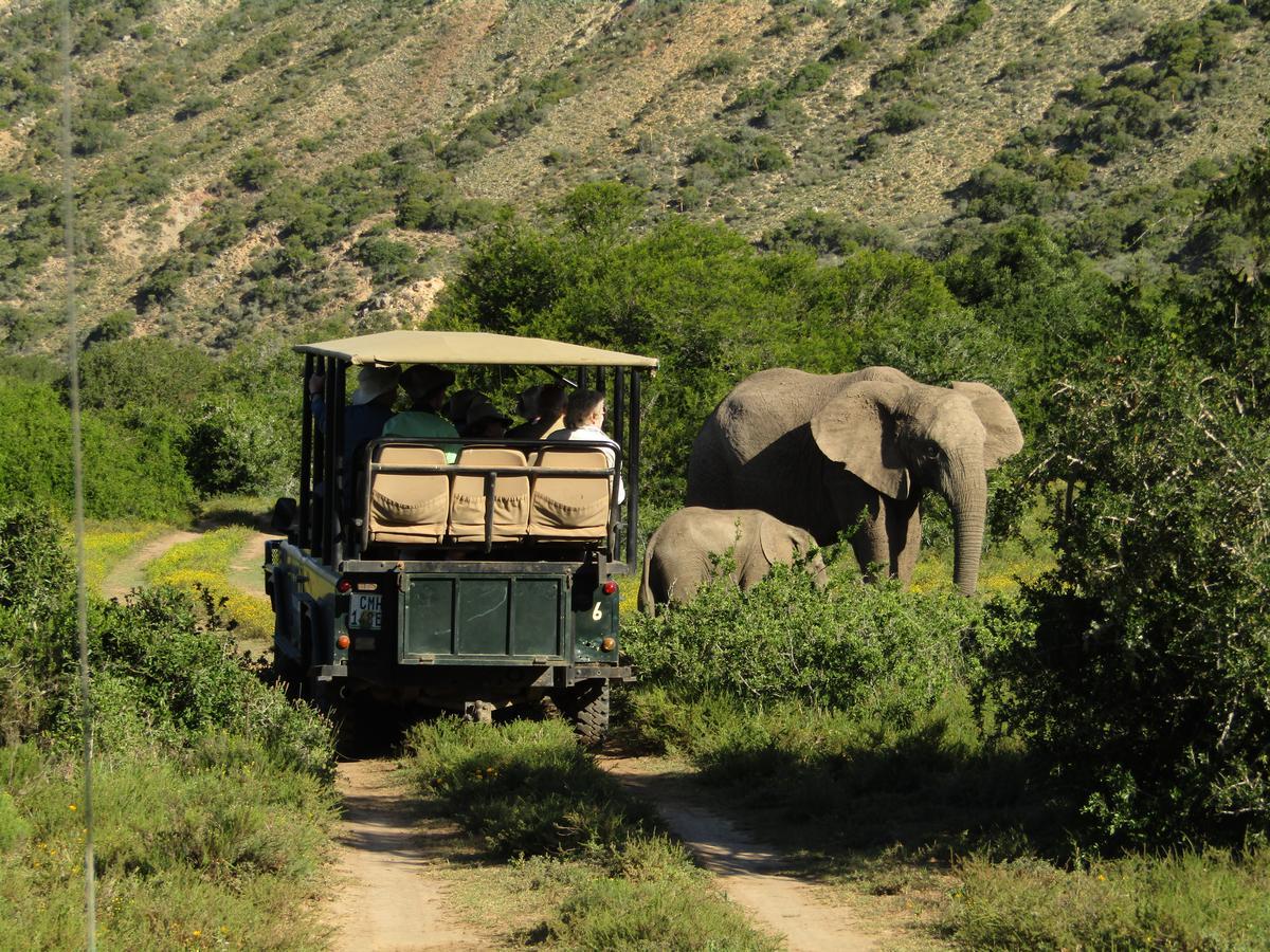 Leeuwenbosch Country House - Amakhala Game Reserve Exteriér fotografie