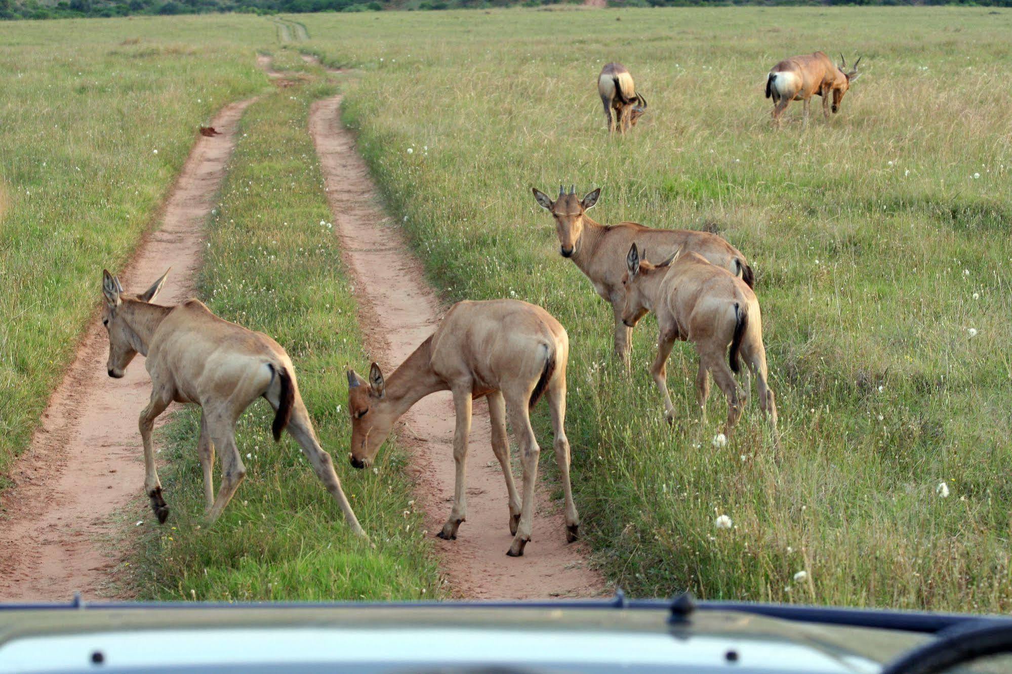 Leeuwenbosch Country House - Amakhala Game Reserve Exteriér fotografie